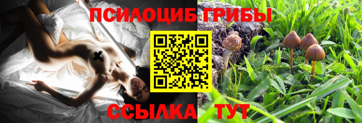 Псилоцибиновые грибы Psilocybe Новокубанск